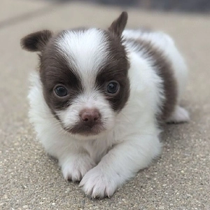 Hallo zusammen! Ich habe hier diese süße Maus, die bereit für ein neues Zuhause ist. Sie ist mensche