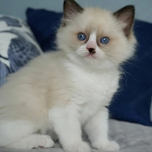entzückende Ragdoll-Kätzchen, sowohl männliche als auch weibliche, geimpft