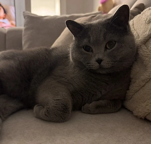 Wertvoller Bkh Kater zu verkaufen