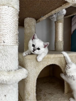 britisch Kurzhaar, Liebevoll aufgezogenes BKH-Mix Kitten sucht seine Familie