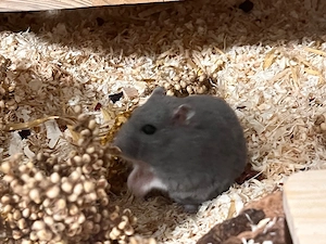 Zwerghamster Balou