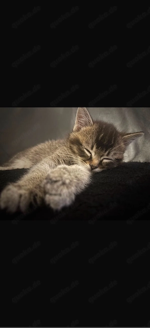 babykatzen