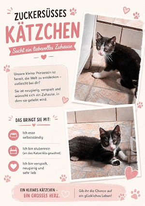 Süßes Kätzchen (Mädchen) sucht ein liebevolles Zuhause