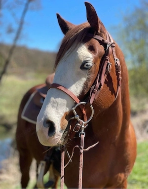 Quarter Horse Wallach