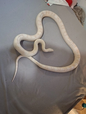 1.0 Kornnatter (Pantherophis guttatus)Snow