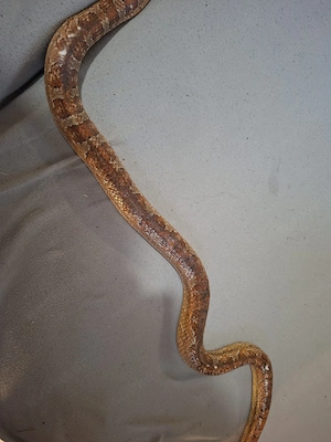 Kornnatter (Pantherophis guttatus)