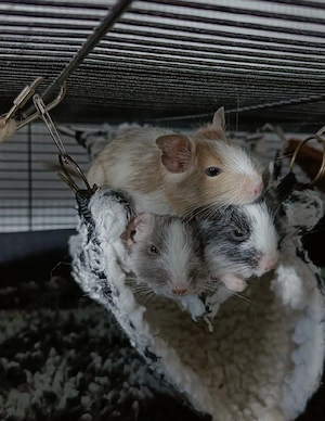 Drei tolle Degu Jungs in liebevolle Hände zu vermitteln 