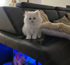 Wunderschöne Britisch Langhaar Kitten suchen ein liebevolles Zuhause!   