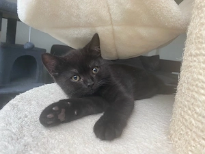 BKH Junge Kitten geimpft mit Vertrag