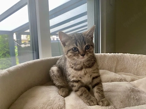 BKH Kitten Junge mit Impfausweis und Vertrag