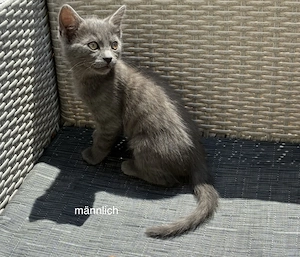 Kleine Kätzchen, Babykatzen, Kitten abzugeben