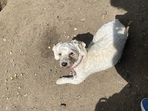 Bichon Frise 