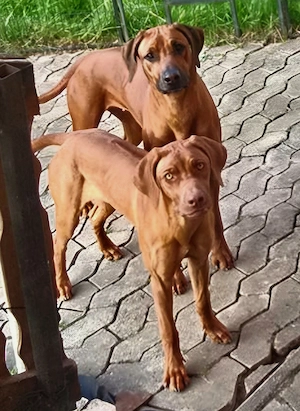 Rhodesian Ridgeback Welpen 