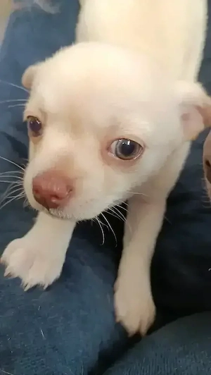 süße Chihuahua Welpen 