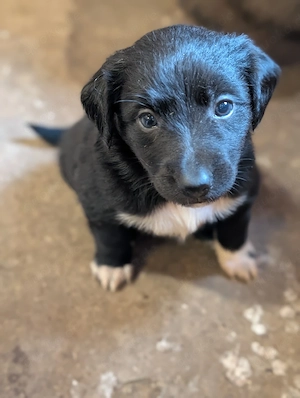 Border Collie Aussi Mix