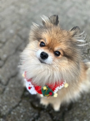 Wir suchen für unseren Pomeranian Yuna ein liebevolles 2. Zuhause! 
