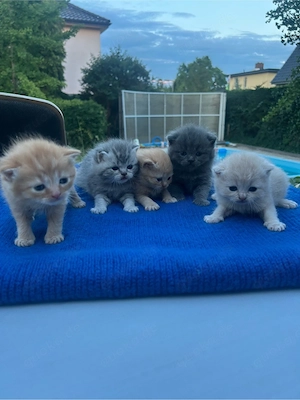 bkh + blh reinreisiger babys   