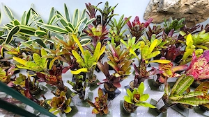 Sehr schöne Bromelien fürs Terrarium   groß, gesund & farbenfroh Neoregelia Billbergia
