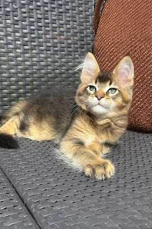 Bezaubernder, 3 Monate alter Cherubim Golden Maine Coon-Kater Liebes, sanftes und familienfreundlich