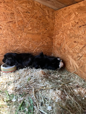 2 Meerschweinchen suchen ein liebevolles Zuhause