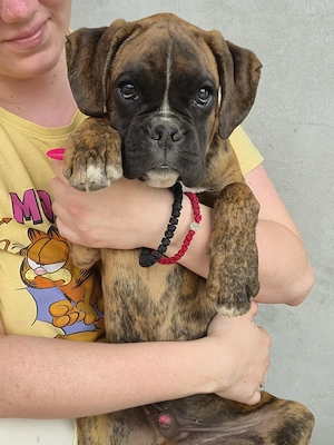 Deutscher Boxerjunge