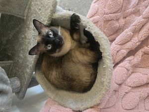  reinrassige Siamkatze.