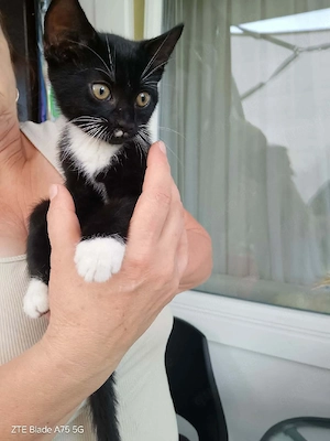 Katerbaby zu verkaufen