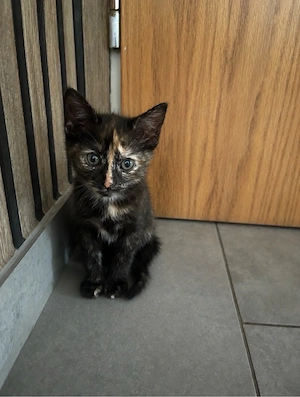 katzen kitten
