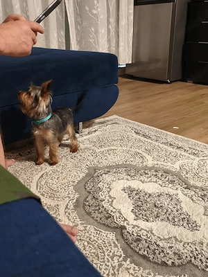 Yorkshire Terrier (kleine Rasse). 6beide Welpen, ein Junge und ein Mädchen 
