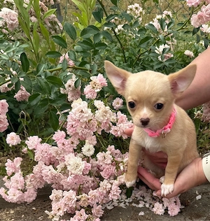 Chihuahua Hündin in Creme Kurzhaar ist Auszugsbereit