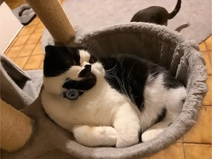 Lieber Kater sucht neues Zuhause 