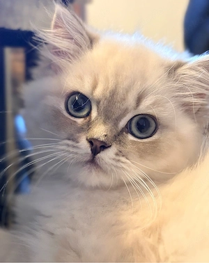 Britisch Langhaar Kater