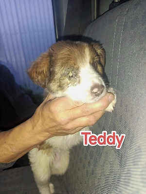 Teddy - schenkst du ihm ein liebevolles Zuhause? Bild 6