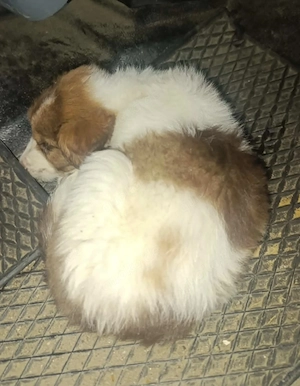 Teddy - schenkst du ihm ein liebevolles Zuhause? Bild 7