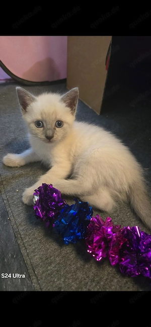 Heilige birma mix kitten
