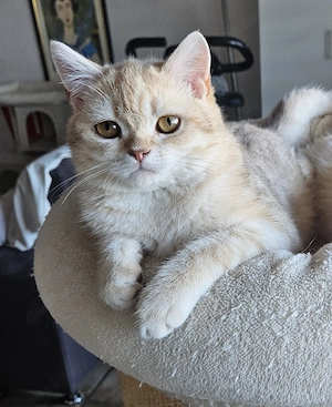 BkH Kater in creme silver tabby