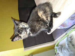 Kitten ab sofort abzugeben 