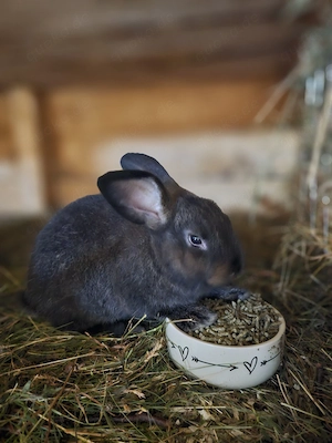 Neuseeländer mix