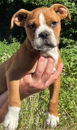 OEB old english bulldog Rüde 