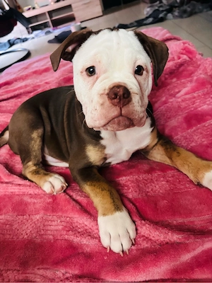 Old English Bulldog Rüde 