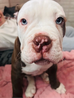 old englisch Bulldog ( Auszugsbereit ) 
