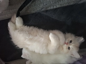 männlicher Perserkater