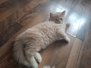 männlicher Perserkater