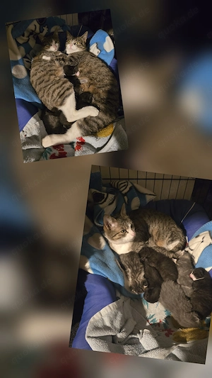 Katzenbabys abzugeben