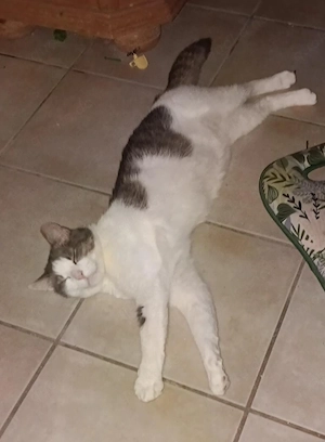 Odin m 2J sucht liebevolles zuhause 