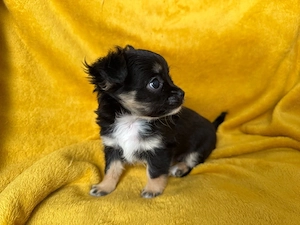 Langhaar Chihuahua Junge