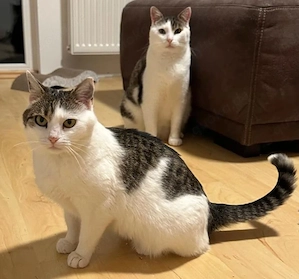 Puck & Ruby - unser herzallerliebstes Katzenpärchen 
