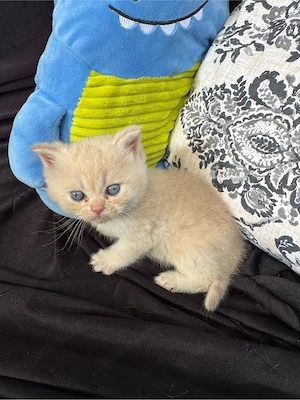 Neuer Wurf Kitten BKH Brtisch kurz haar katzen 