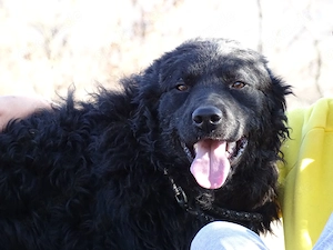 Collie kroatischer Schäferhund Rüde 12Mon THERAPIEHUND geeignet 