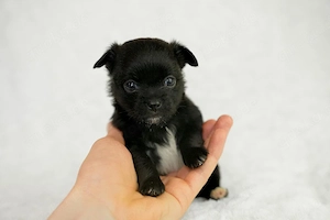 Reinrassige Chihuahua Welpen (Abgabe mit 10 Wochen)   Jetzt reservieren!   